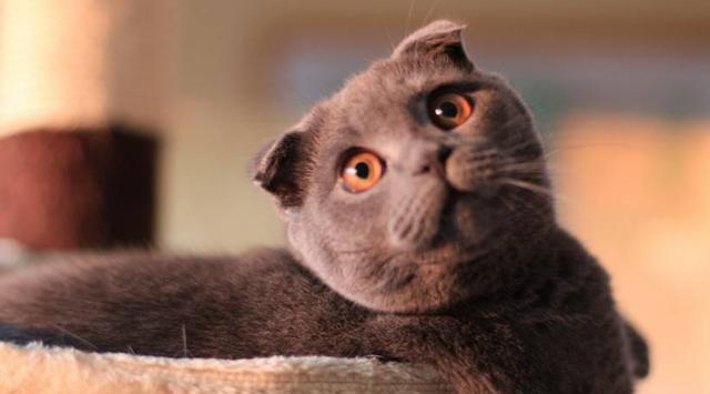 好想要只苏格兰折耳猫太可耐了