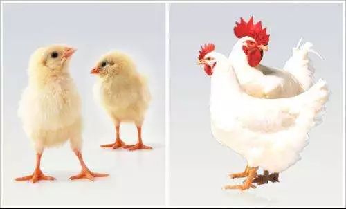 狗年猪与鸡的战争,"躺枪"的却是老百姓