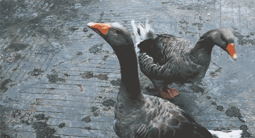 熊猫家族",温馨的"赤颈袋鼠三口之家",还有国宝级动物金丝猴长臂猿等