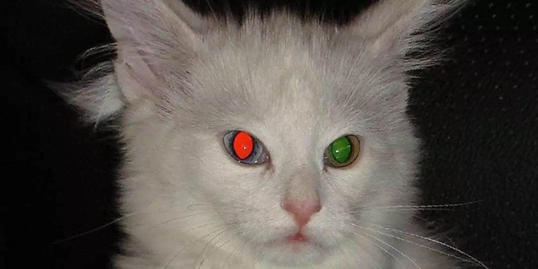 你敢在夜间直视猫的眼睛吗为啥夜间它的眼睛那么邪恶