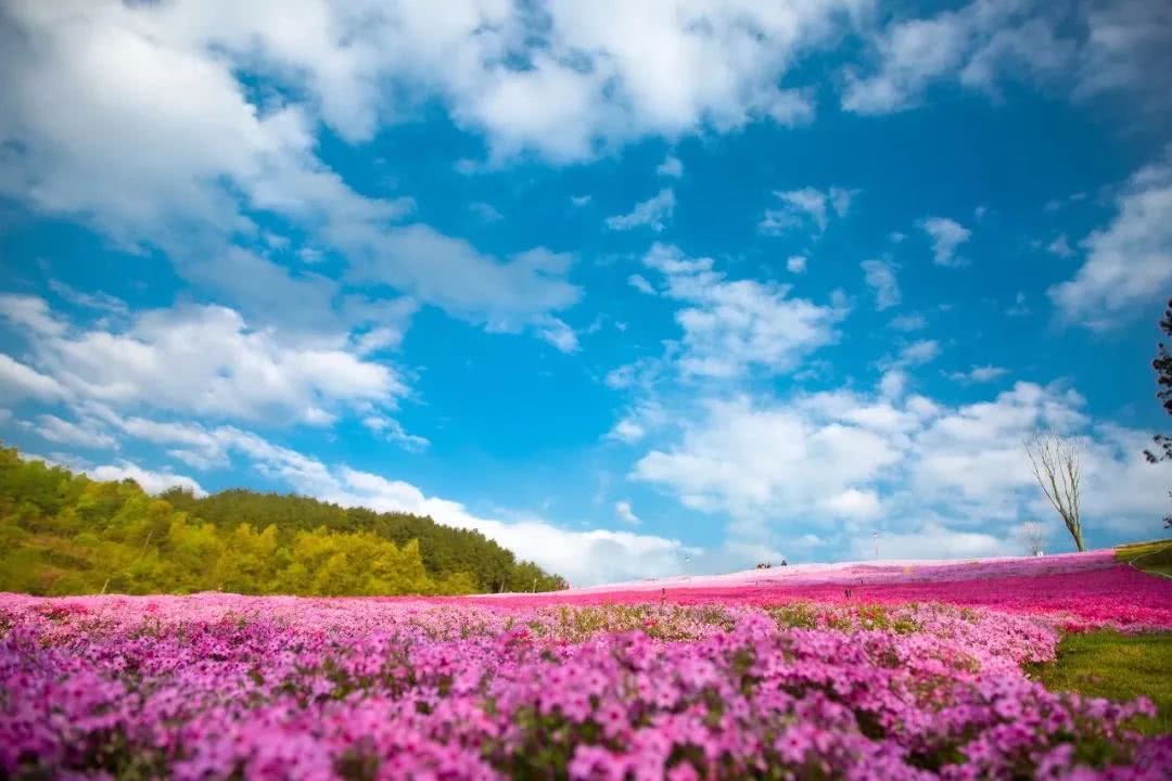 遵义城区竟然藏了这么大一片花海关键还是免费
