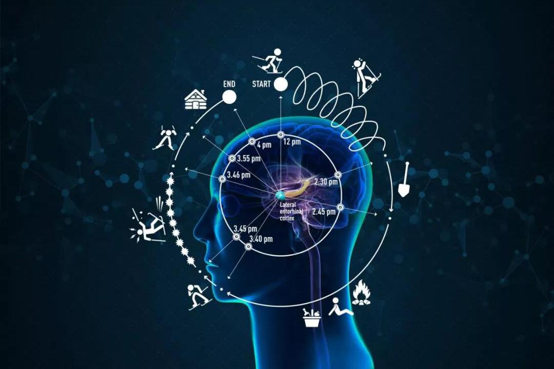 细胞这一发现的启发,开始破解在神秘的侧内嗅皮质(lateral entorhinal