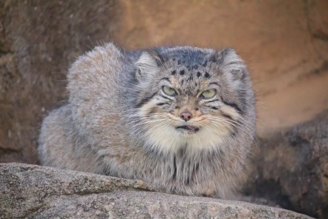 兔狲堪称动物界的表情包扛把子,不接受任何反驳|兔狲|表情包|藏狐