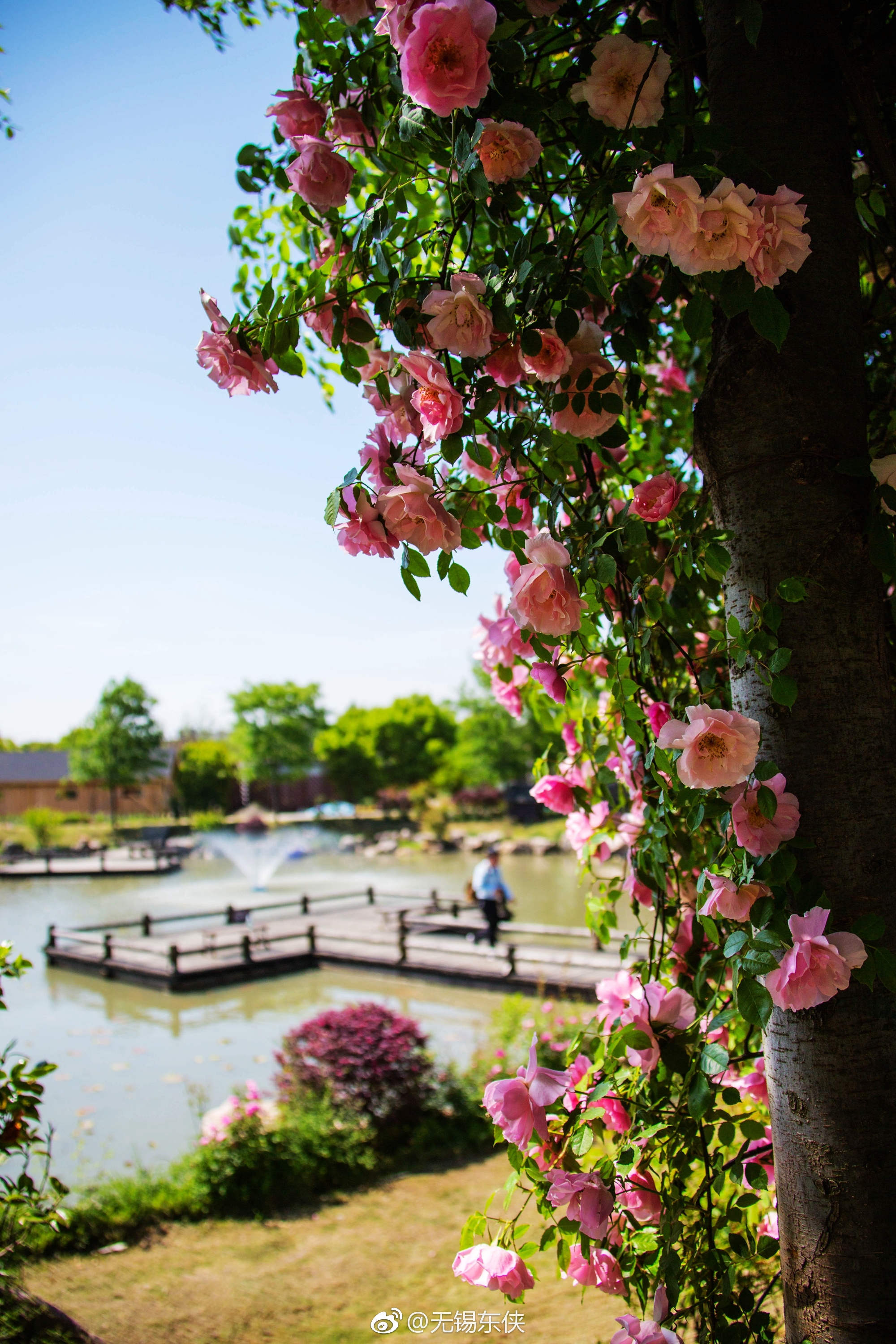 这里有粉花绿叶,清风自来,满眼都是明媚,满怀都是欣喜