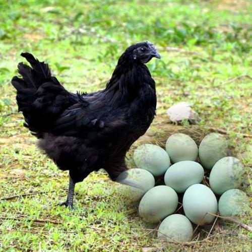 最重要来源,进入国家级畜禽遗传资源保护的地方家禽品种长顺绿壳蛋鸡