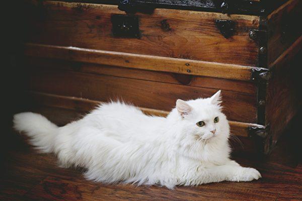 玳瑁白猫俗称三色猫三花猫