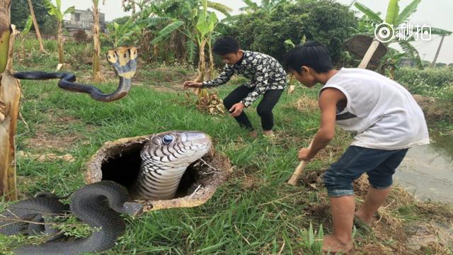 农村兄弟俩河边挖洞,结果挖到大蟒蛇居住的窝,一下子就被缠住了