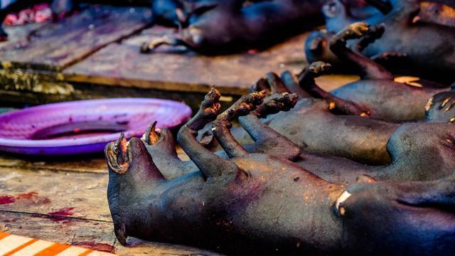 探访印尼恐怖市场:到底是人恐怖,还是这些动物恐怖?