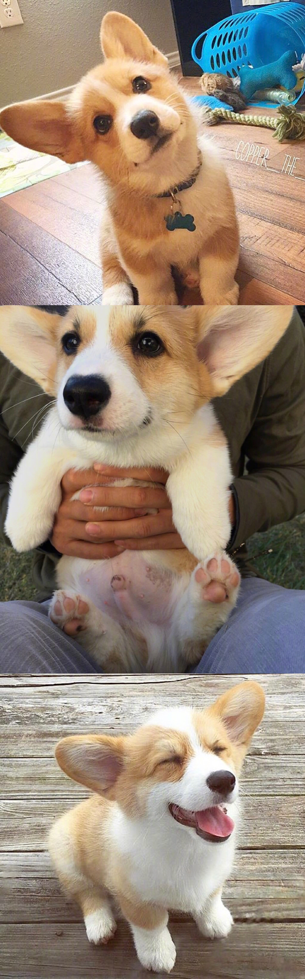 晚上吸狗之柯基~~_新浪看点