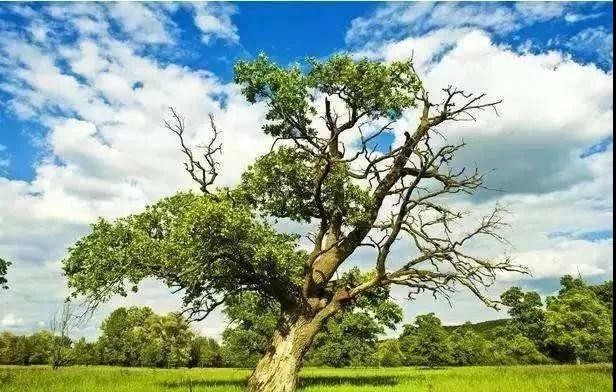 欲为大树,莫与草争!(精辟)