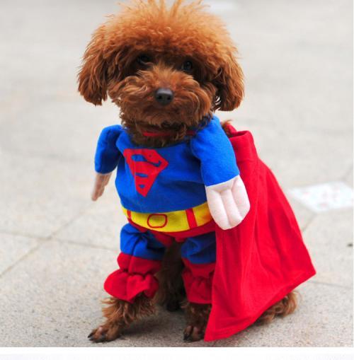 第一次穿衣服的小泰迪|泰迪|衣服|狗狗_新浪新闻