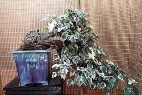 这么养护,就能把柔软的常春藤养成老桩盆景,赶紧试一试!