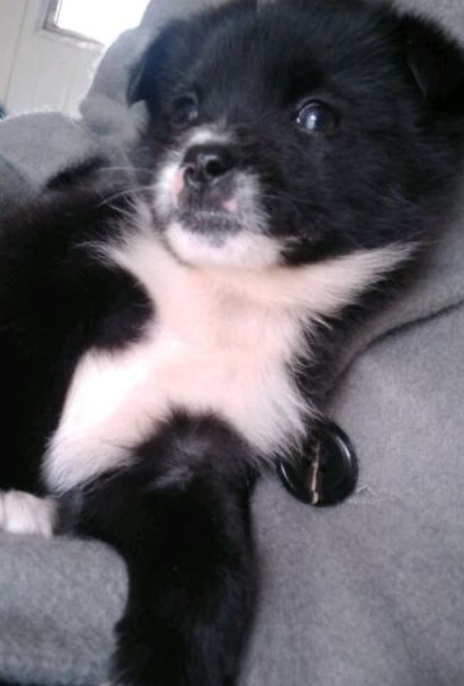 捡到一只小奶狗家人却说这是戴孝狗让我把狗扔出去