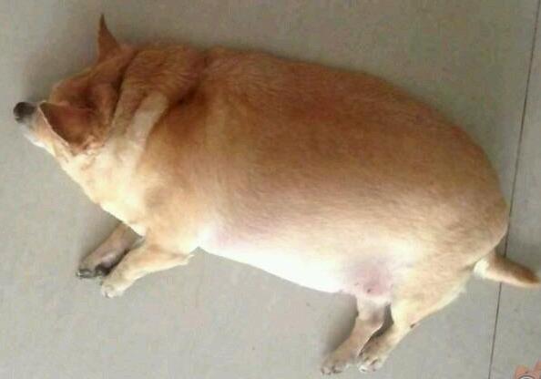 朋友圈看见一只哈士奇,胖成球一点都不二了!