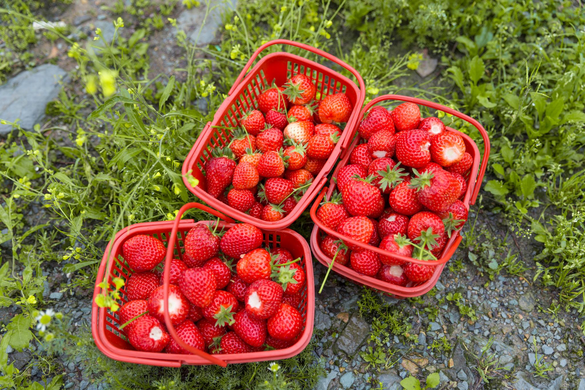 今天下雨到下姜村草莓园躲雨在草莓园边摘边吃这个季节的草莓还是