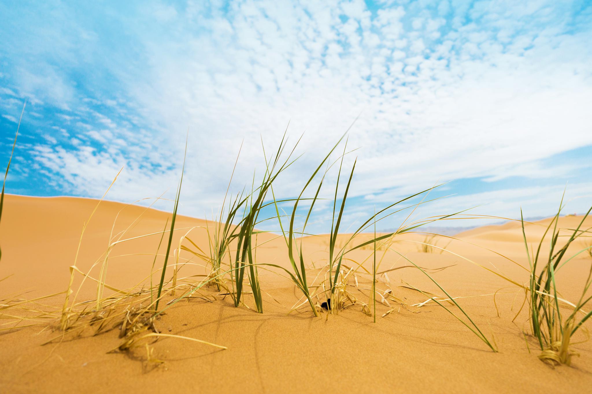 黄河之北/宁夏向西的腾格里沙漠绿洲与黄沙相伴/飞鸟与驼铃为舞