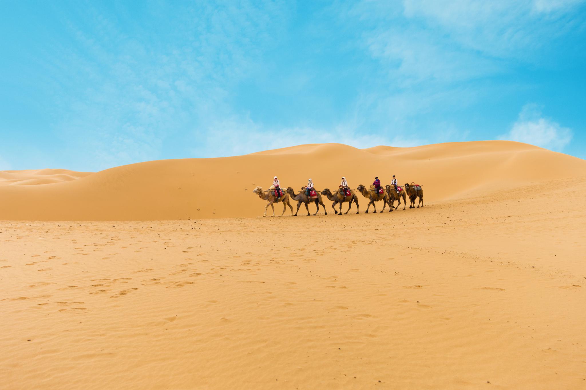 黄河之北/宁夏向西的腾格里沙漠绿洲与黄沙相伴/飞鸟与驼铃为舞