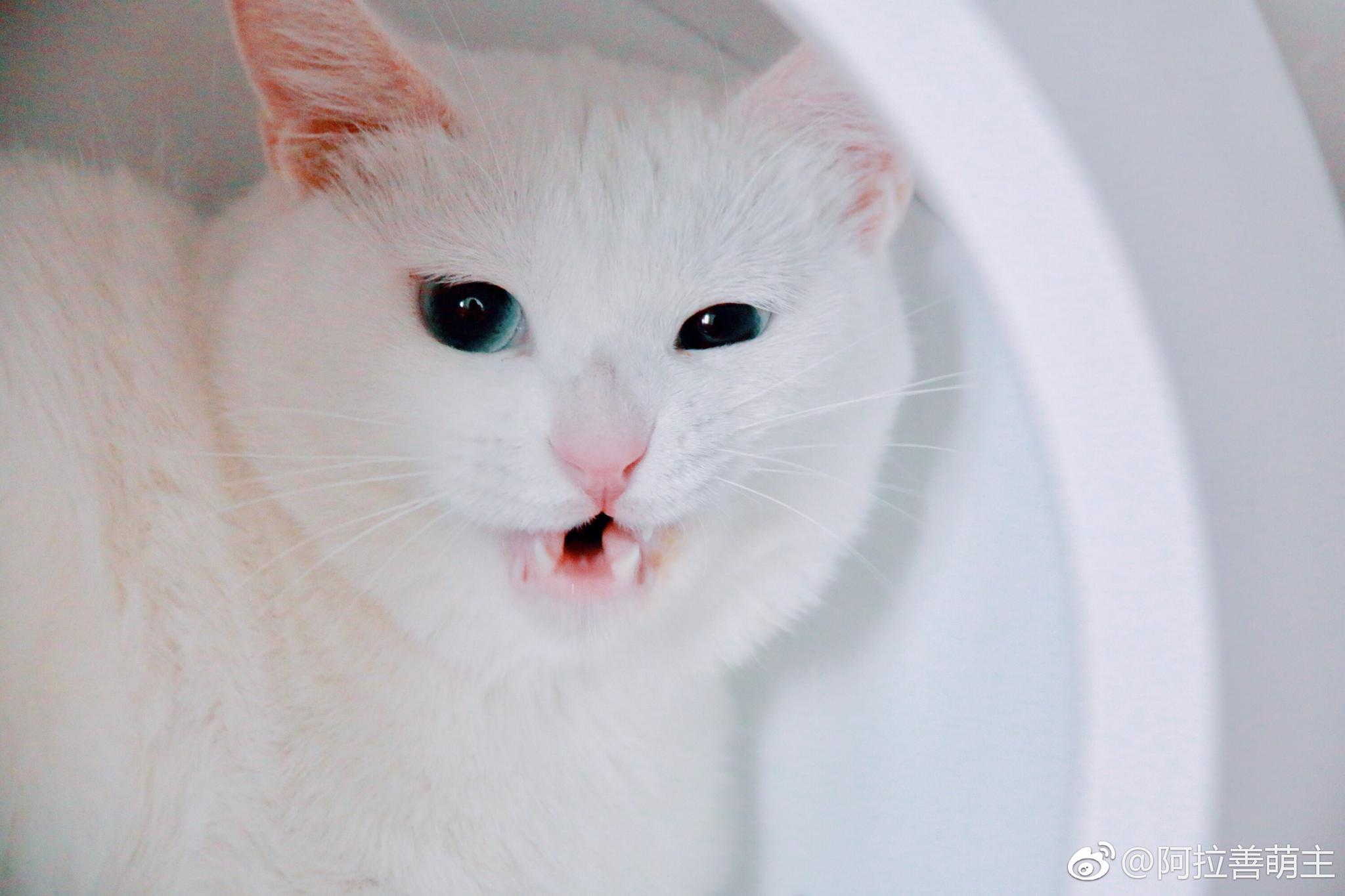 现在的猫 目无法纪 一言不合就卖萌 现在坏人那么多 现在的猫 目无法纪 一言不合就卖萌 现在坏人那么多