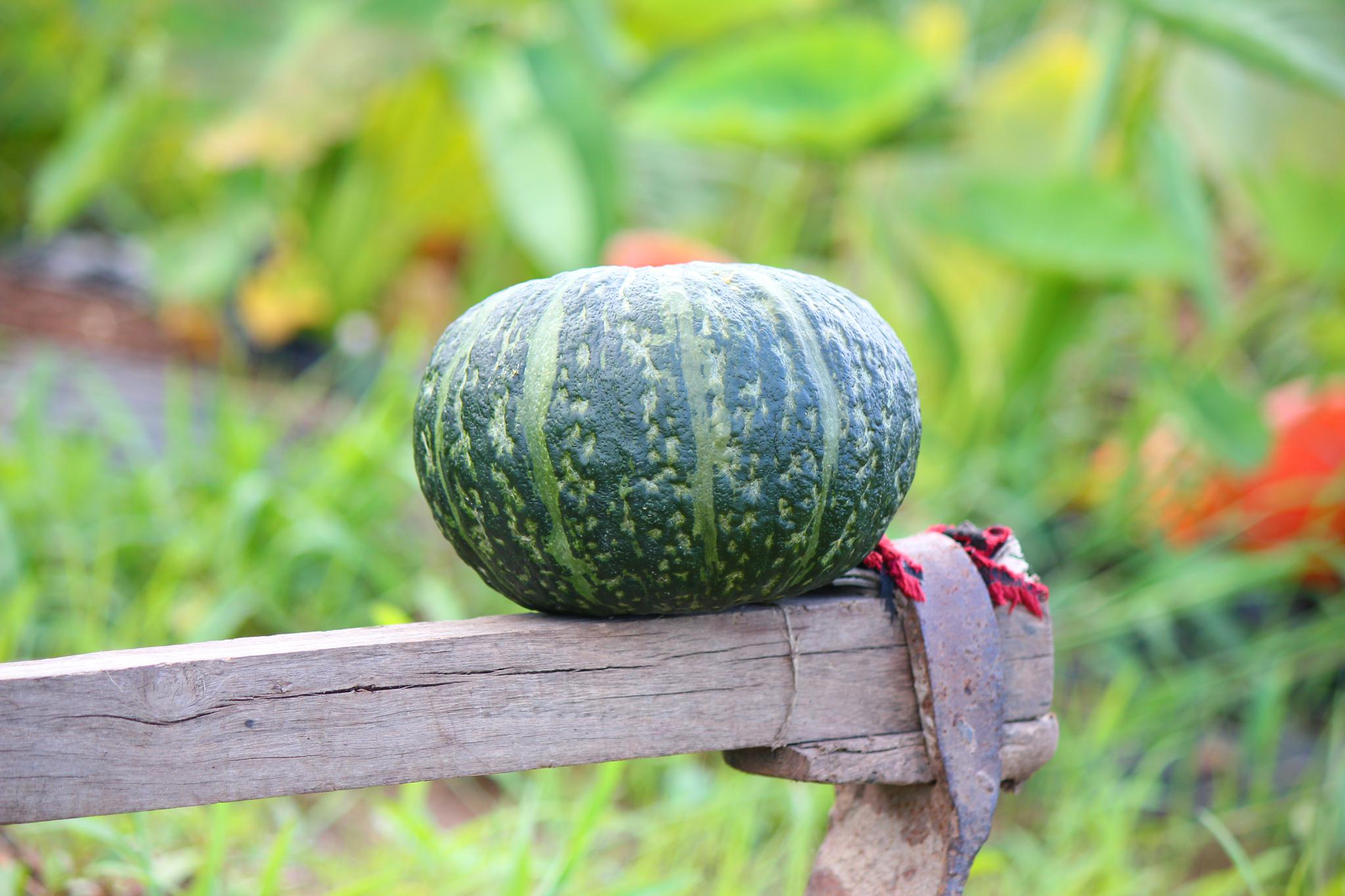 蒸南瓜卷馒头一藤一瓜粹香南瓜你想不想吃想吃留言1