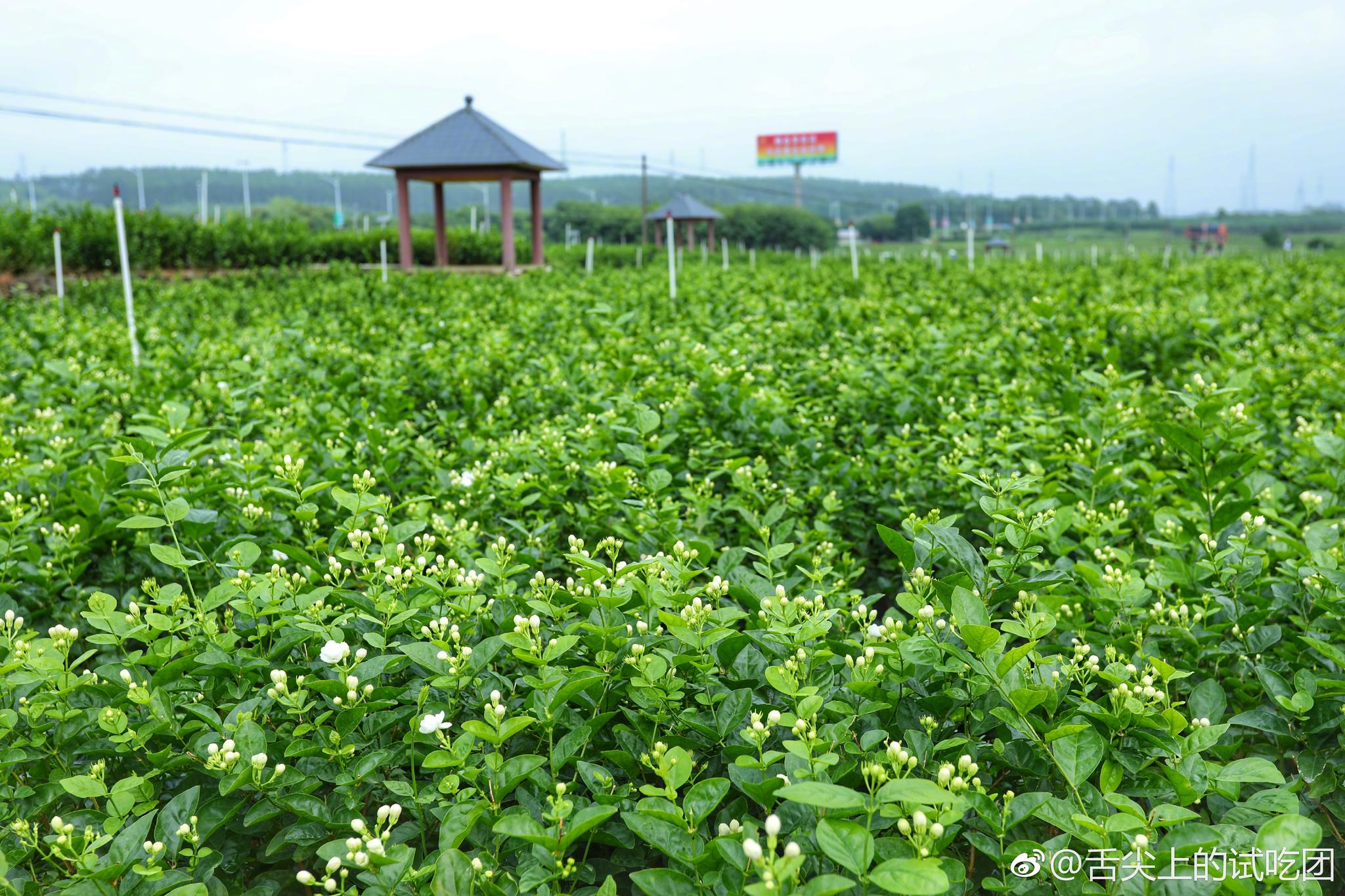 大清早赶到中华茉莉园洁白无瑕的茉莉花带着朝露正吐露着芬芳