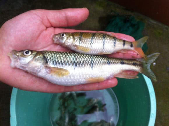 溪流里最多的就是这种光唇鱼误食了鱼籽可能引发腹泻