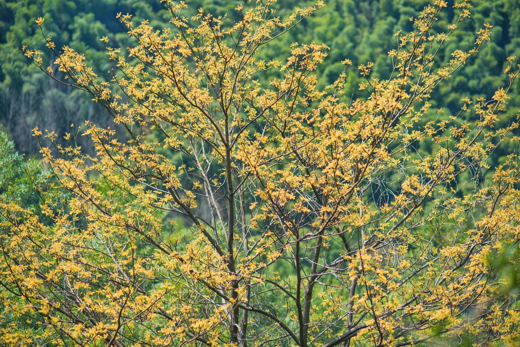 六安这个景区满山遍地的水晶石,被喻为"安徽的九寨沟"