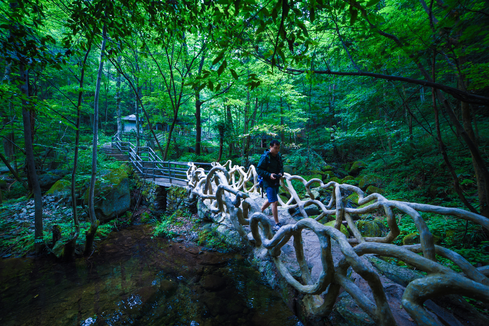 老君洞道黑,野人谷自在|伏牛系"道法自然"