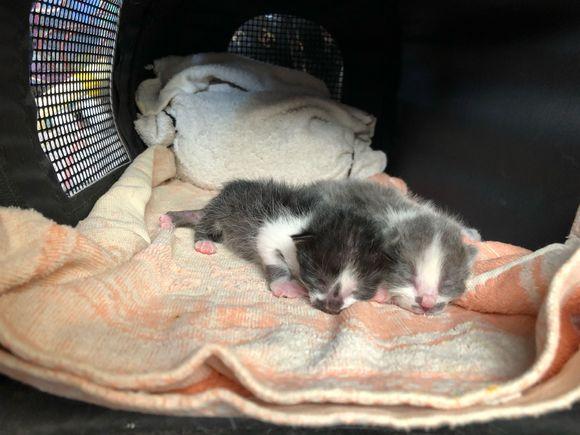 捡到两只刚出生的小奶猫,突发奇想背着奶猫去上班,网友:好有爱