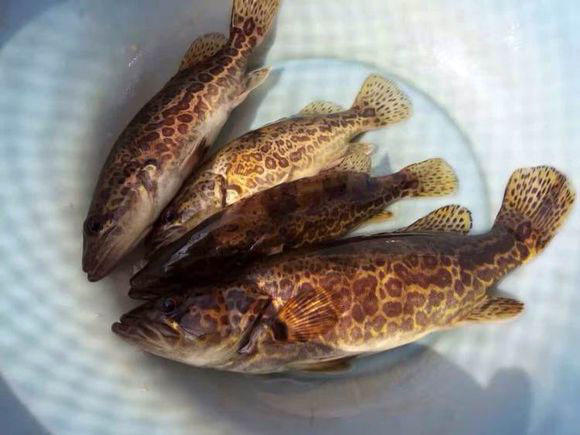 斑鳜栖居于清净水域被誉为淡水鱼之王