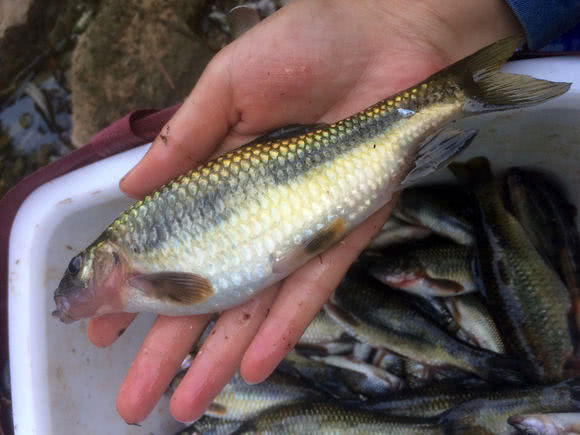 溪流里最多的就是这种光唇鱼误食了鱼籽可能引发腹泻