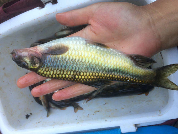 溪流里最多的就是这种光唇鱼误食了鱼籽可能引发腹泻