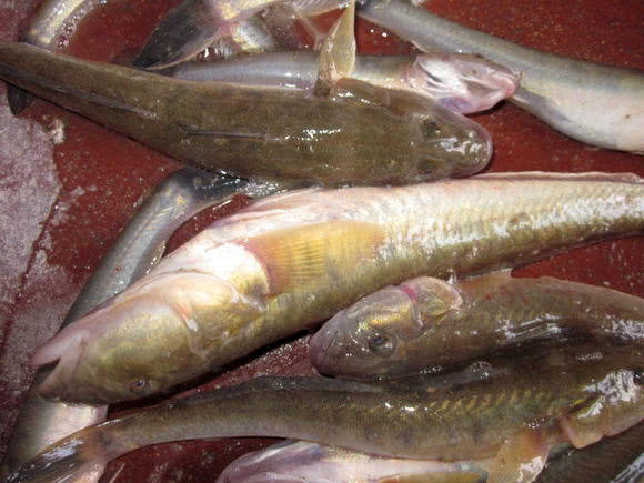 此鱼性情很猛头大身子长样子很像淡水鲶鱼每年十月最肥美