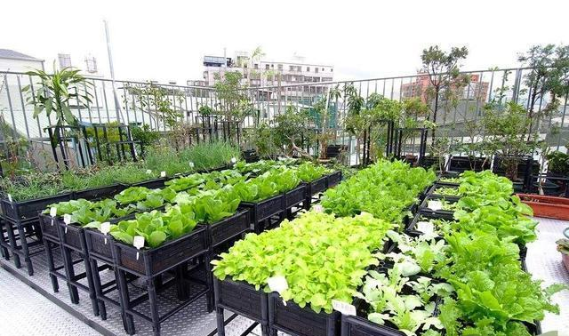 别再去市场买菜了,回家在楼顶这样种菜,一年四季都有青菜吃