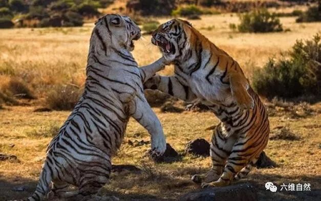黄老虎大战白虎只因看不惯颜色?白虎黄虎谁胜谁负?