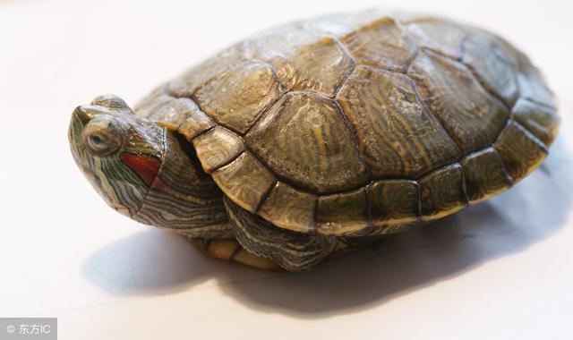 世界上陆龟中体型最小的你知道是什么吗