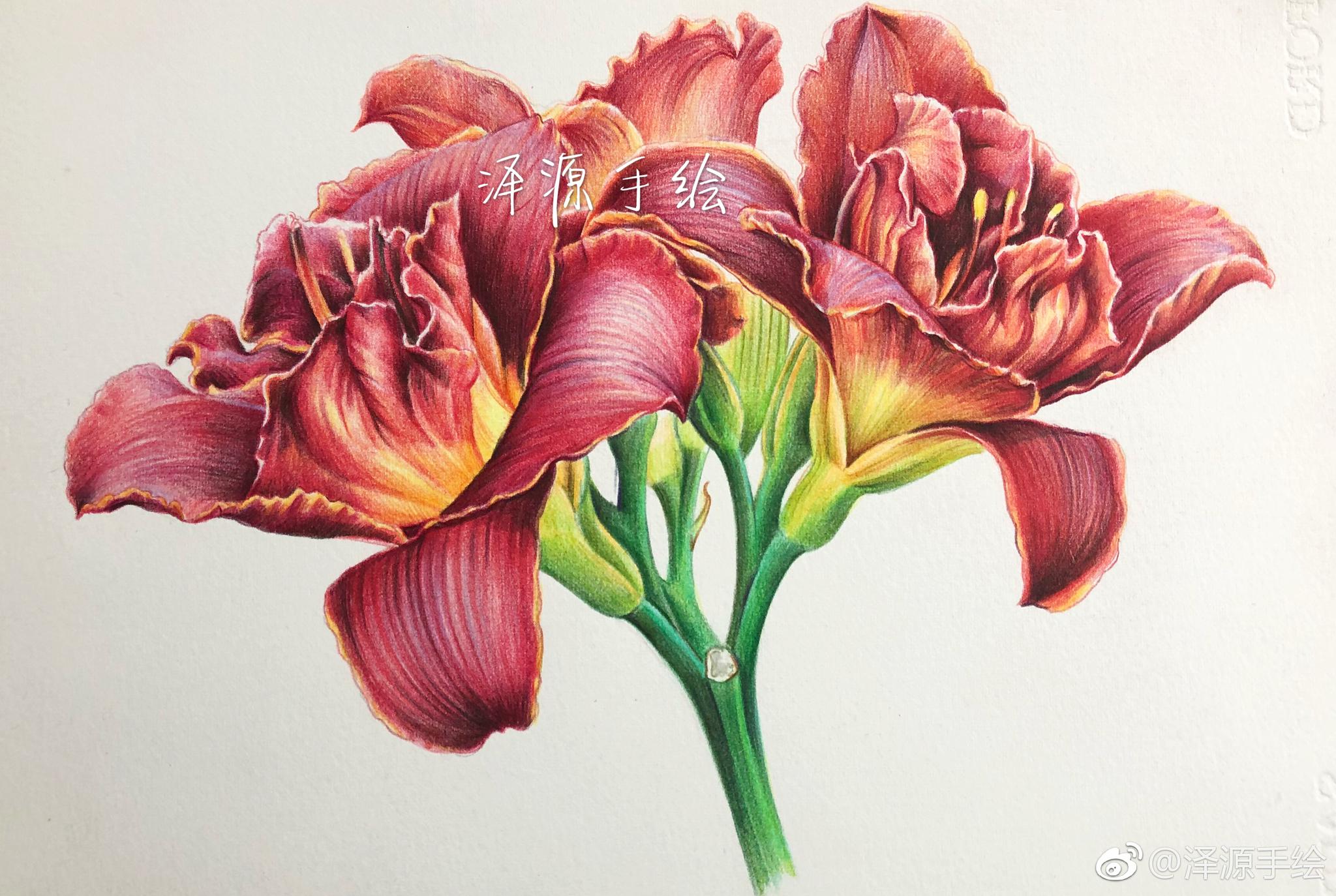 萱草投稿(@泽源手绘) 67萱草投稿(@泽源手绘) 67