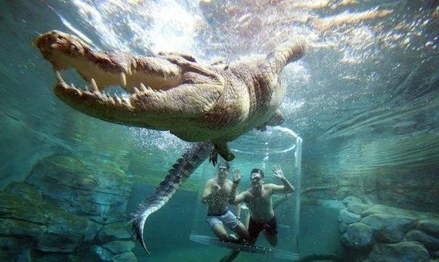 一个9英尺高的笼子里最多可以容纳两个人,这个笼子被悬挂在鳄鱼上方