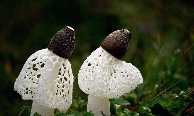 云南野生菌最全攻略,云南这些地方盛产野生菌你知道几个