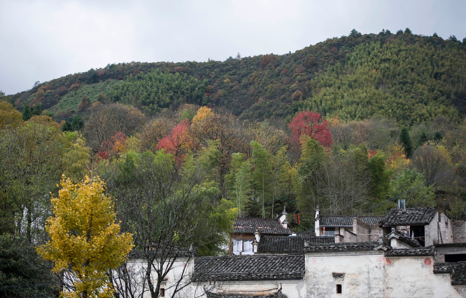 安徽黟县:塔川又到一年秋色欣赏最佳期 秋景美如画