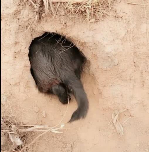 狗狗在野外挖洞做窝,要过老鼠的生活