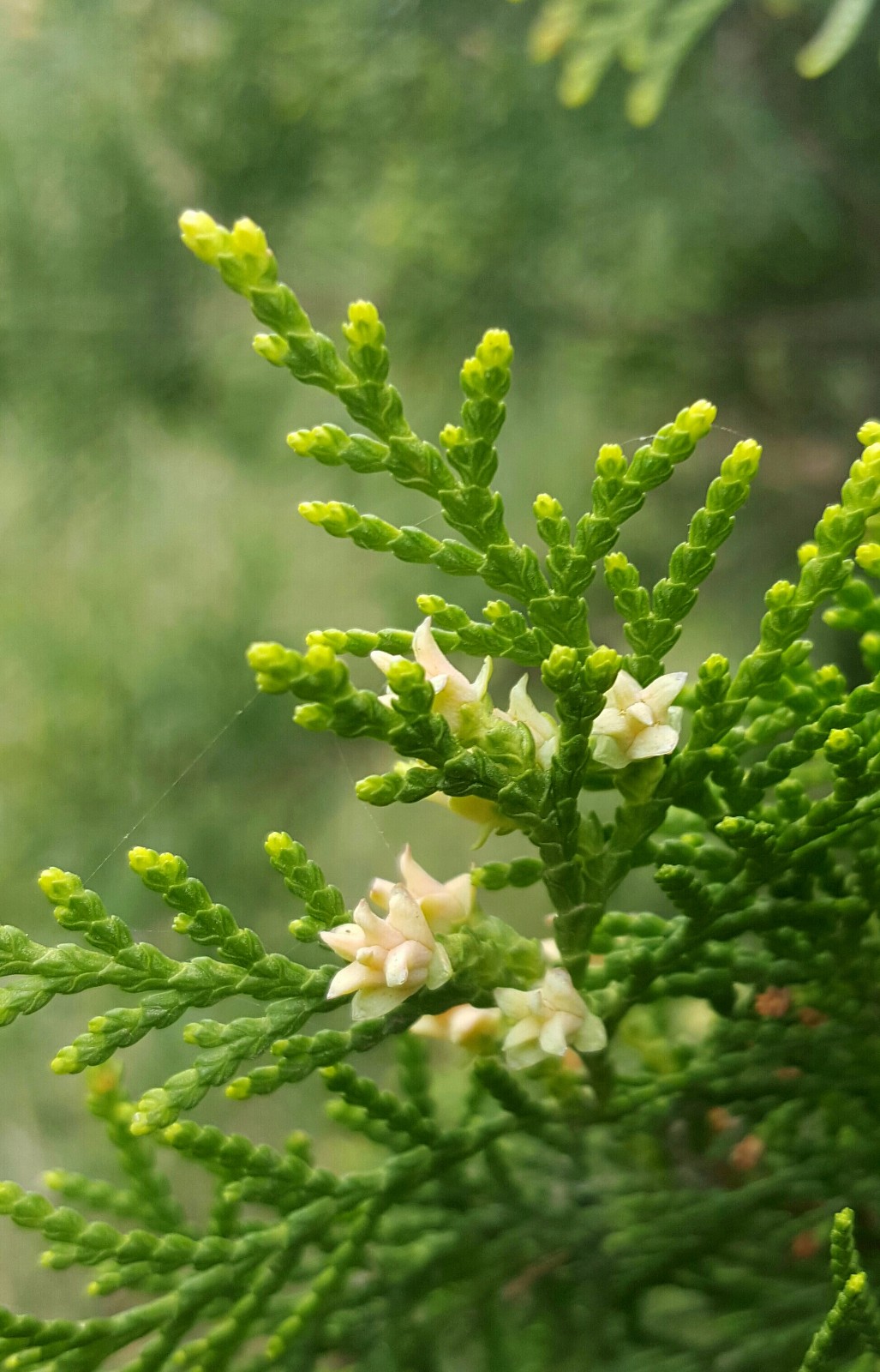 侧柏开花你见过吗12图