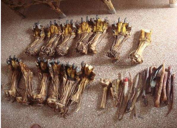 街边地摊售卖"虎掌"?来看看到底怎么回事