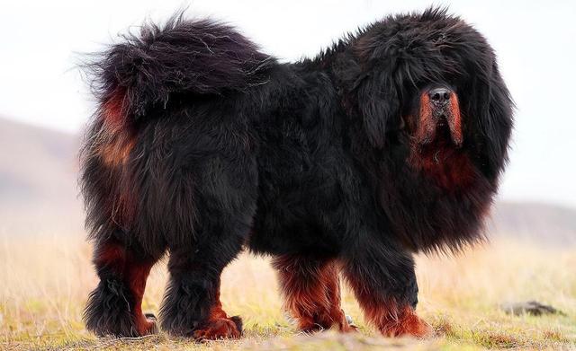 藏獒居然咬小孩它没那么通人性赞誉过多了