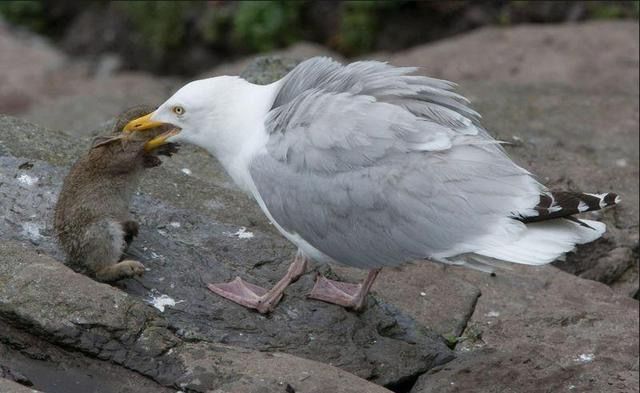 海鸥上演活吞兔子,摄影师看到满脸不可置信
