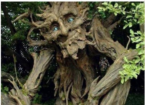 女子意外发现棵"树精",拍照发给朋友,朋友的话让她感动不已!