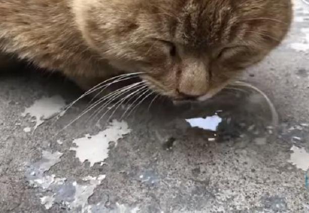 橘猫我们不一样鼻涕泡足以看出来我有多么强壮