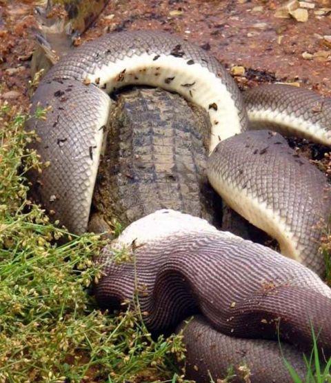 单从体型上看,这只鳄鱼显然比蟒蛇粗壮很多,蟒蛇的嘴巴比起鳄鱼的血盆