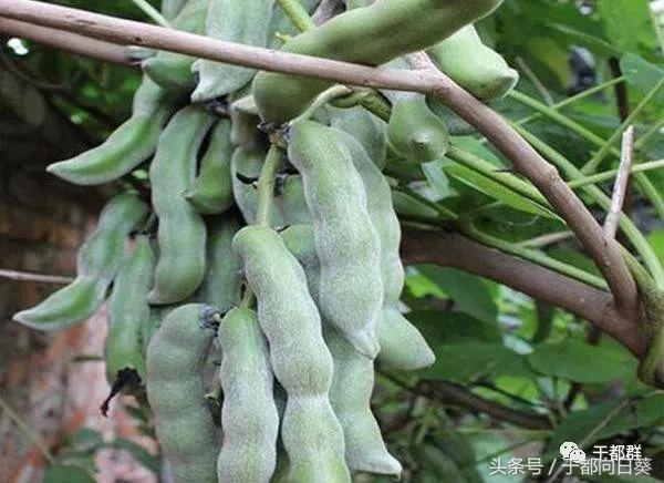 于都农村美味蔬菜"老虎豆",可却不是吃豆,吃的是老虎豆皮