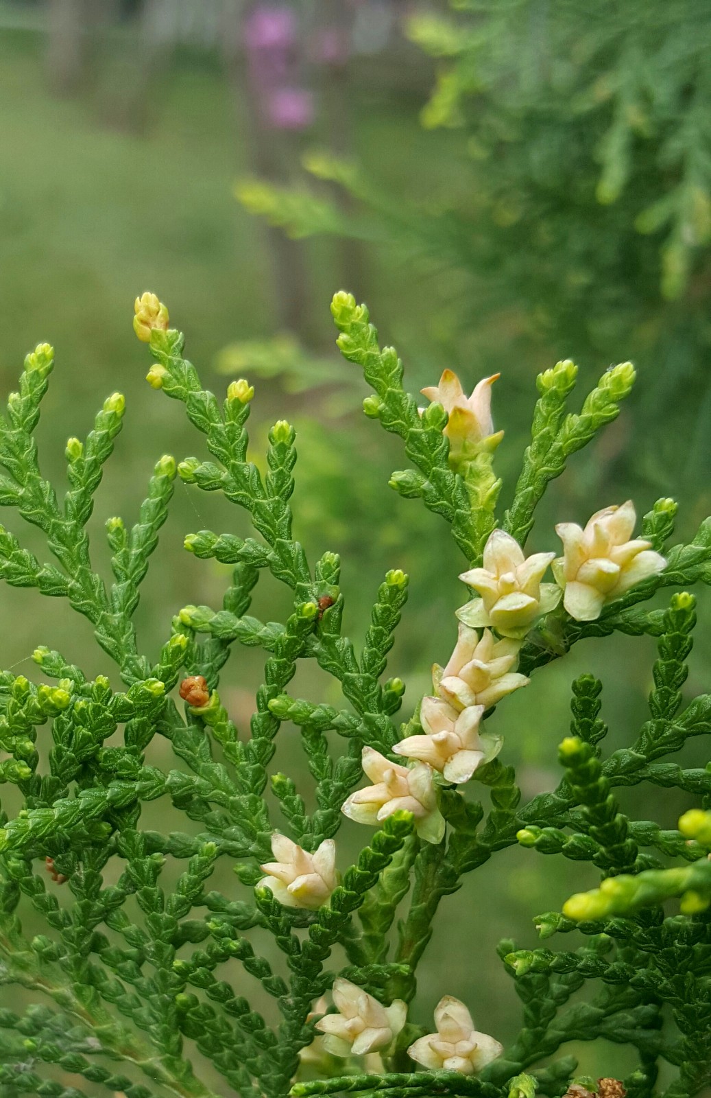 侧柏开花你见过吗12图