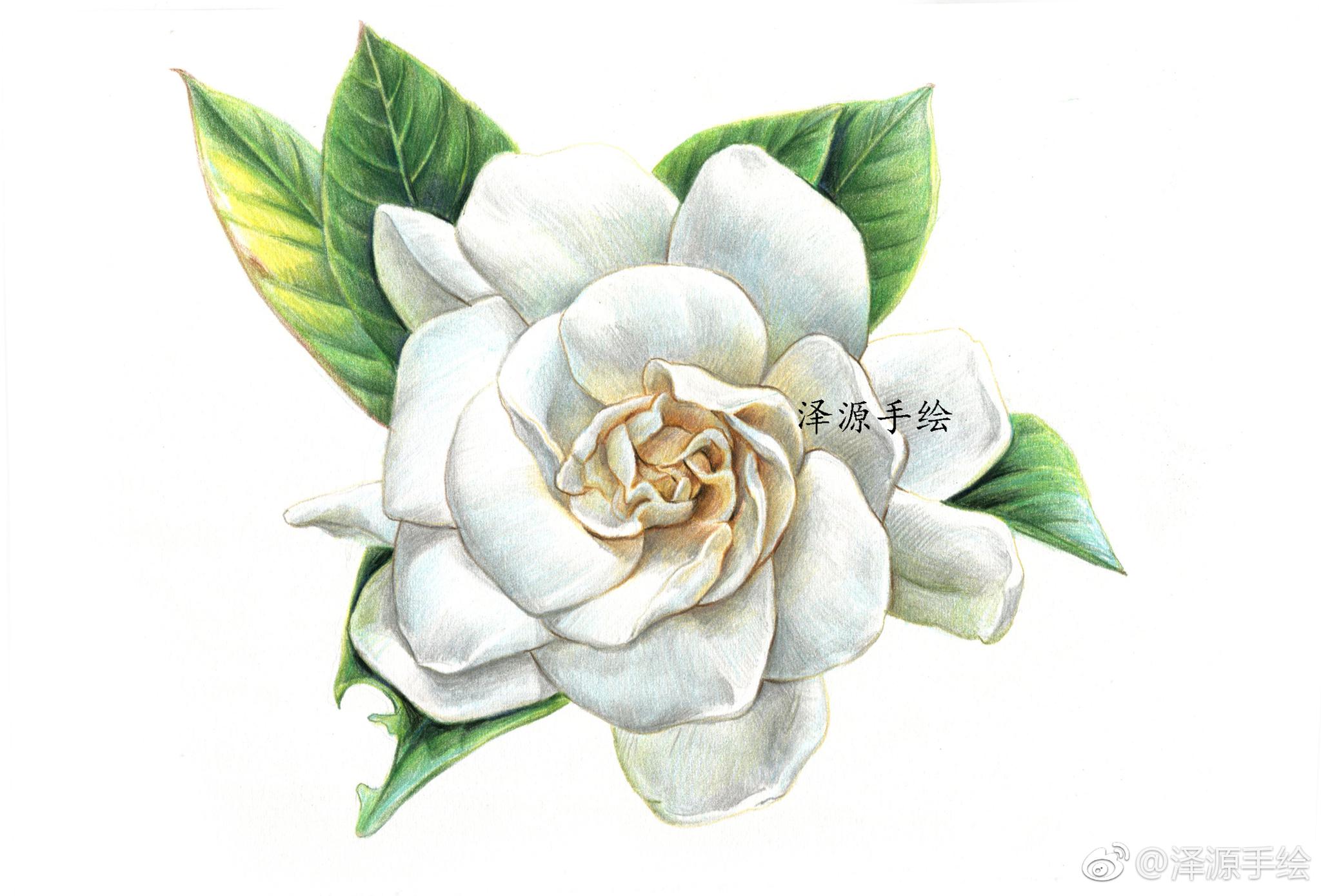 栀子花永恒的爱与约定投稿